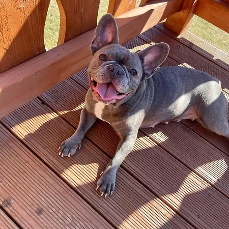 Przycup W Karkonoszach W Okolicy Karpacza 7 Minut Od Karpacza Marczyce Sosnowkakarkonosze, Karpacz, Szklarska Poreba- Sauna Finska * Karpacz