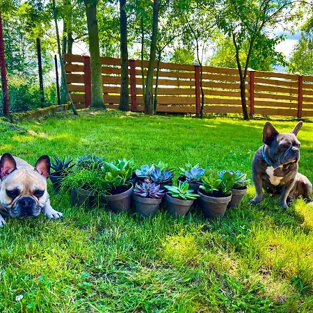 Przycup W Karkonoszach W Okolicy Karpacza 7 Minut Od Karpacza Marczyce Sosnowkakarkonosze, Karpacz, Szklarska Poreba- Sauna Finska Apartment *