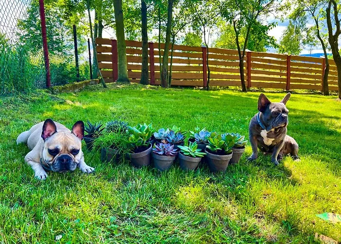 Przycup W Karkonoszach W Okolicy Karpacza 7 Minut Od Karpacza Marczyce Sosnowkakarkonosze, Karpacz, Szklarska Poreba- Sauna Finska Apartmán *