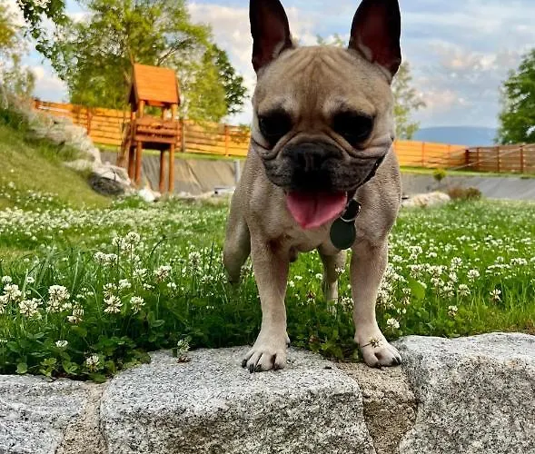 아파트 Przycup W Karkonoszach W Okolicy Karpacza 7 Minut Od Karpacza Marczyce Sosnowkakarkonosze, Karpacz, Szklarska Poreba- Sauna Finska 카르파츠